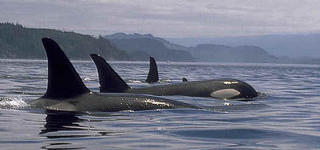 Puget Sound Orca