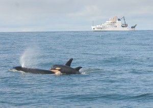 New calf L121 and mother L94, with NOAA research ship Bell M. Shimada in the background. Photo by Candice Emmons, NWFSC, NOAA Research Permit #16163)