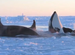 n-KILLER-WHALE-TRAPPED-VIDEO-large